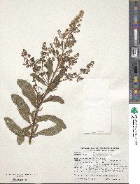 Spiraea douglasii subsp. menziesii image