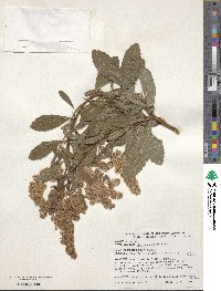 Spiraea douglasii image