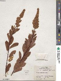 Spiraea douglasii subsp. menziesii image