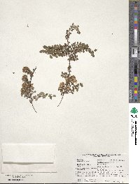 Spiraea mollifolia image