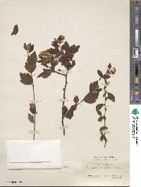 Spiraea mollifolia image