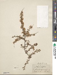 Spiraea mongolica image