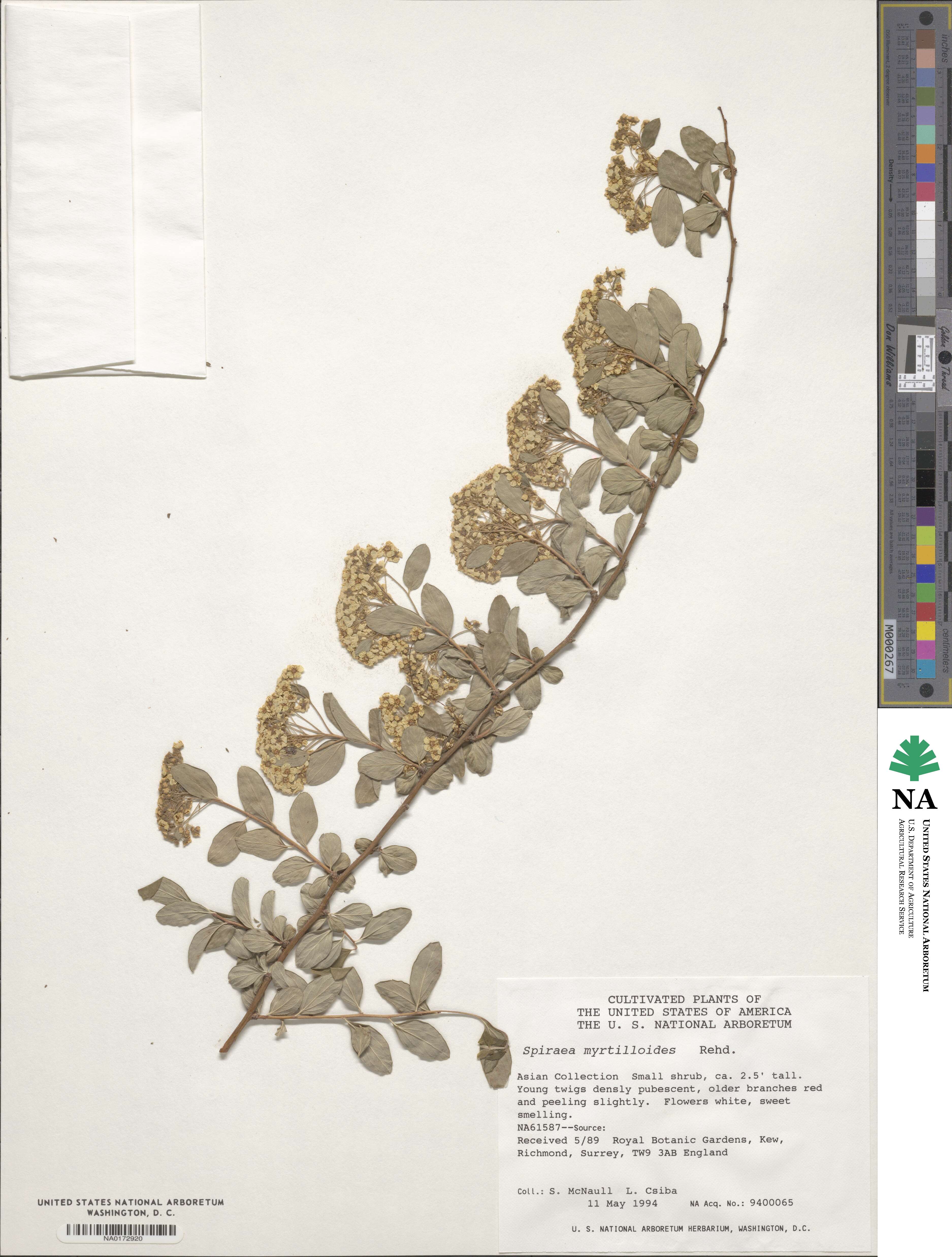 Spiraea schneideriana var. myrtilloides image