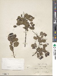 Spiraea nipponica image