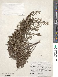 Spiraea nipponica var. tosaensis image