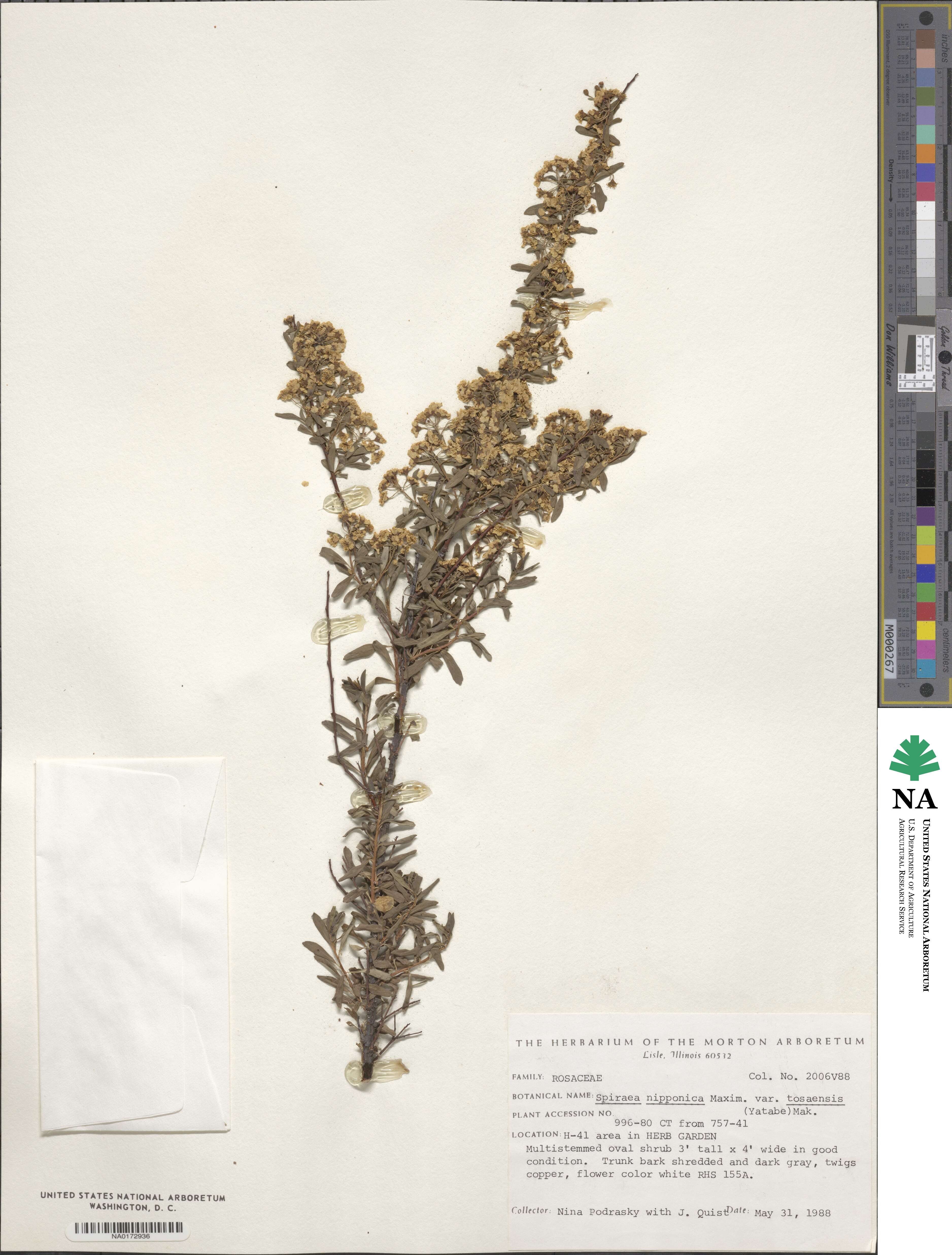 Spiraea nipponica var. tosaensis image