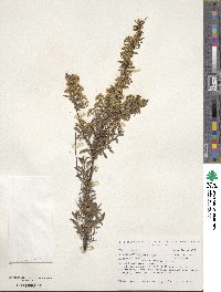 Spiraea nipponica var. tosaensis image