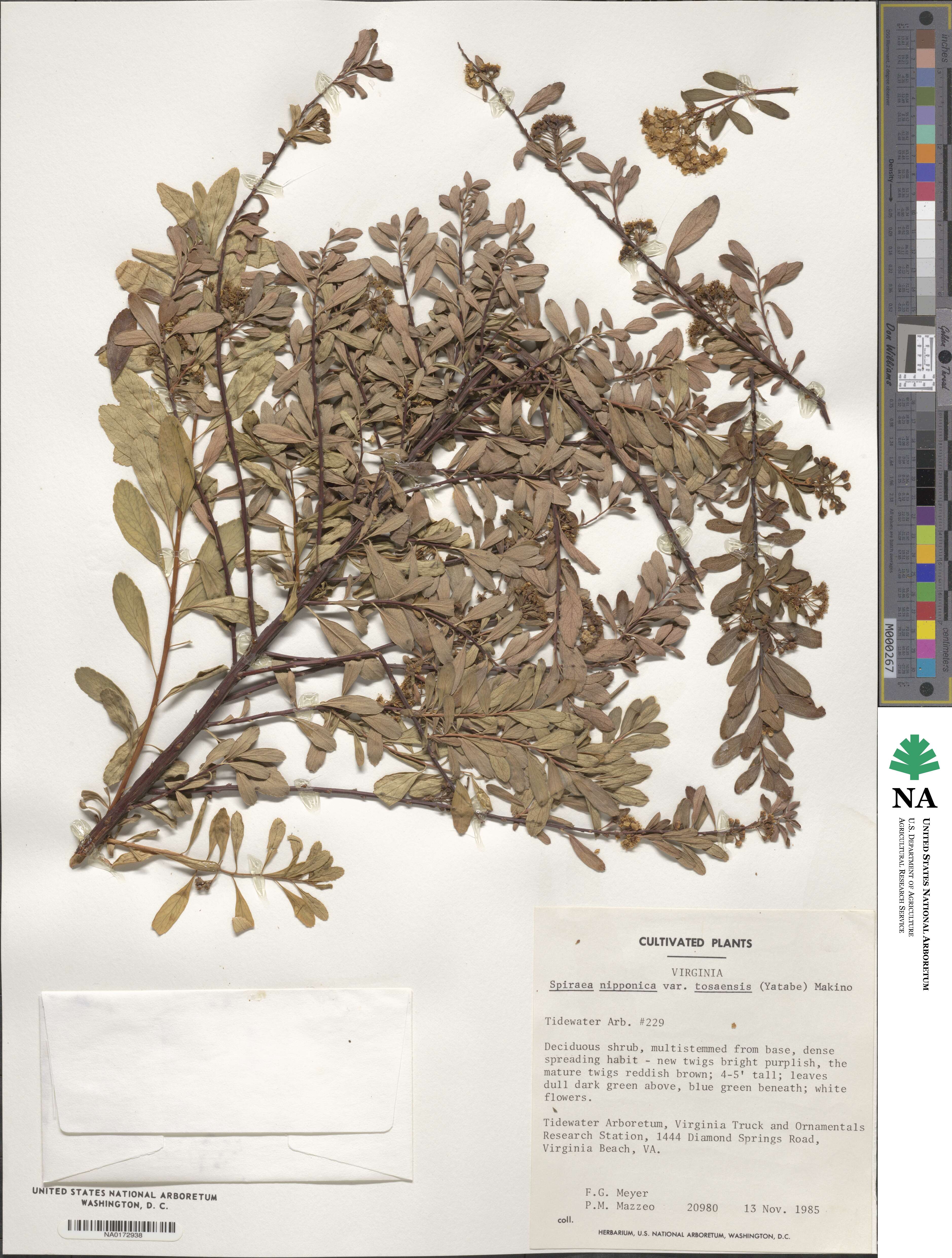 Spiraea nipponica var. tosaensis image