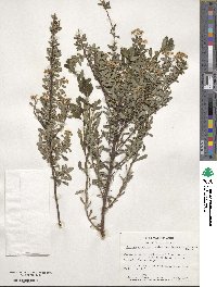 Spiraea nipponica image