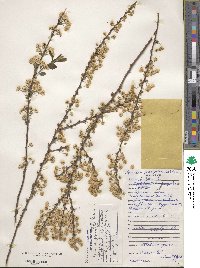 Spiraea prunifolia image