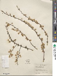 Spiraea prunifolia image