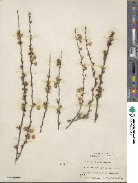 Spiraea prunifolia image