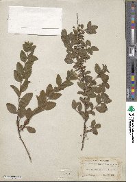 Spiraea prunifolia image