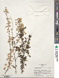 Spiraea prunifolia image