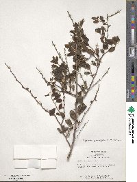 Spiraea prunifolia image