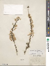 Spiraea prunifolia image