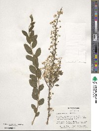 Spiraea prunifolia image