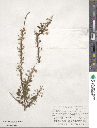 Spiraea prunifolia image