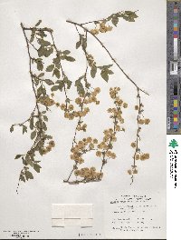 Spiraea prunifolia image