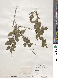 Spiraea prunifolia image