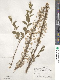 Spiraea prunifolia image