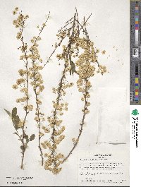 Spiraea prunifolia image