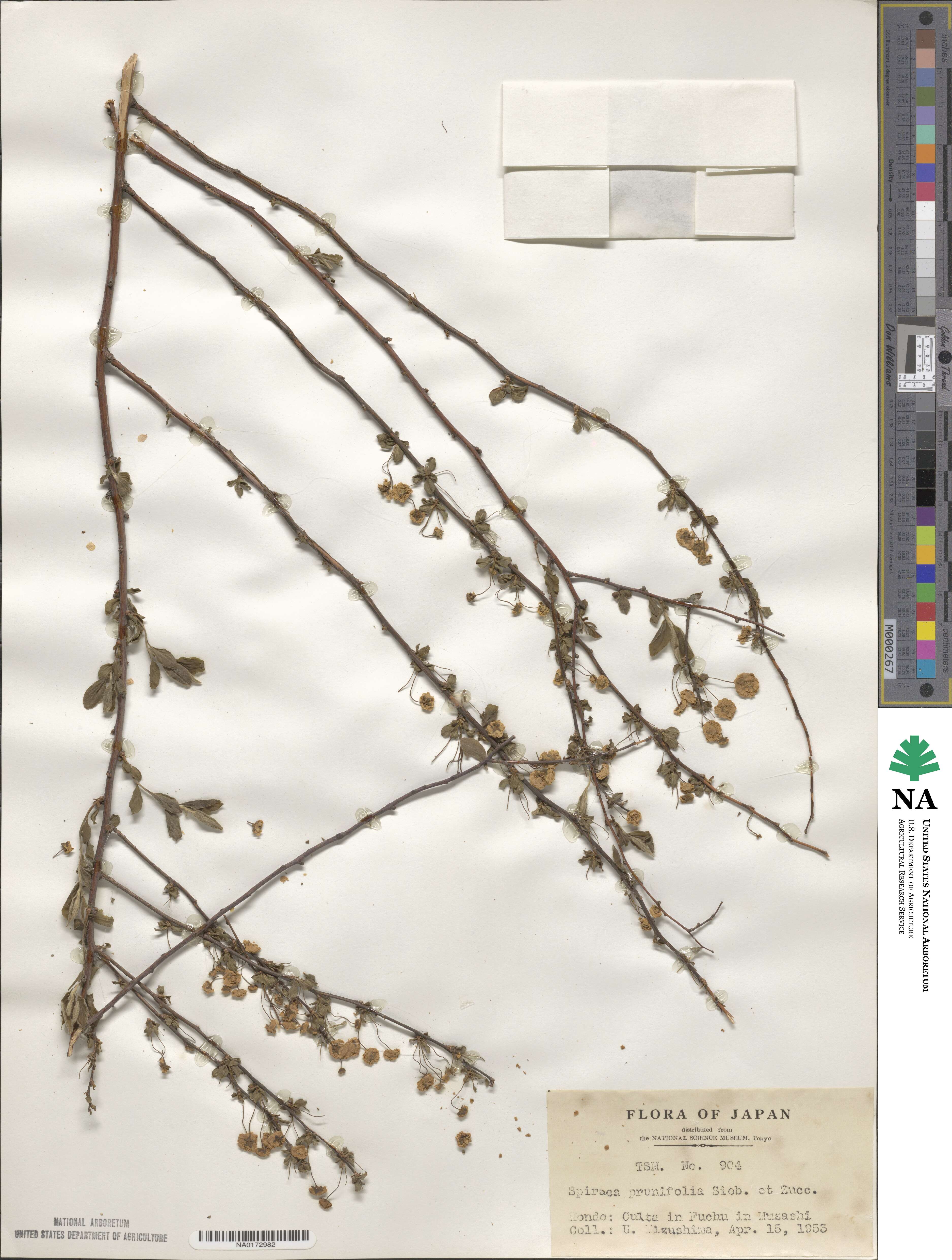 Spiraea prunifolia image