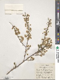 Spiraea prunifolia image