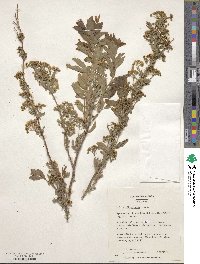 Spiraea media subsp. media image