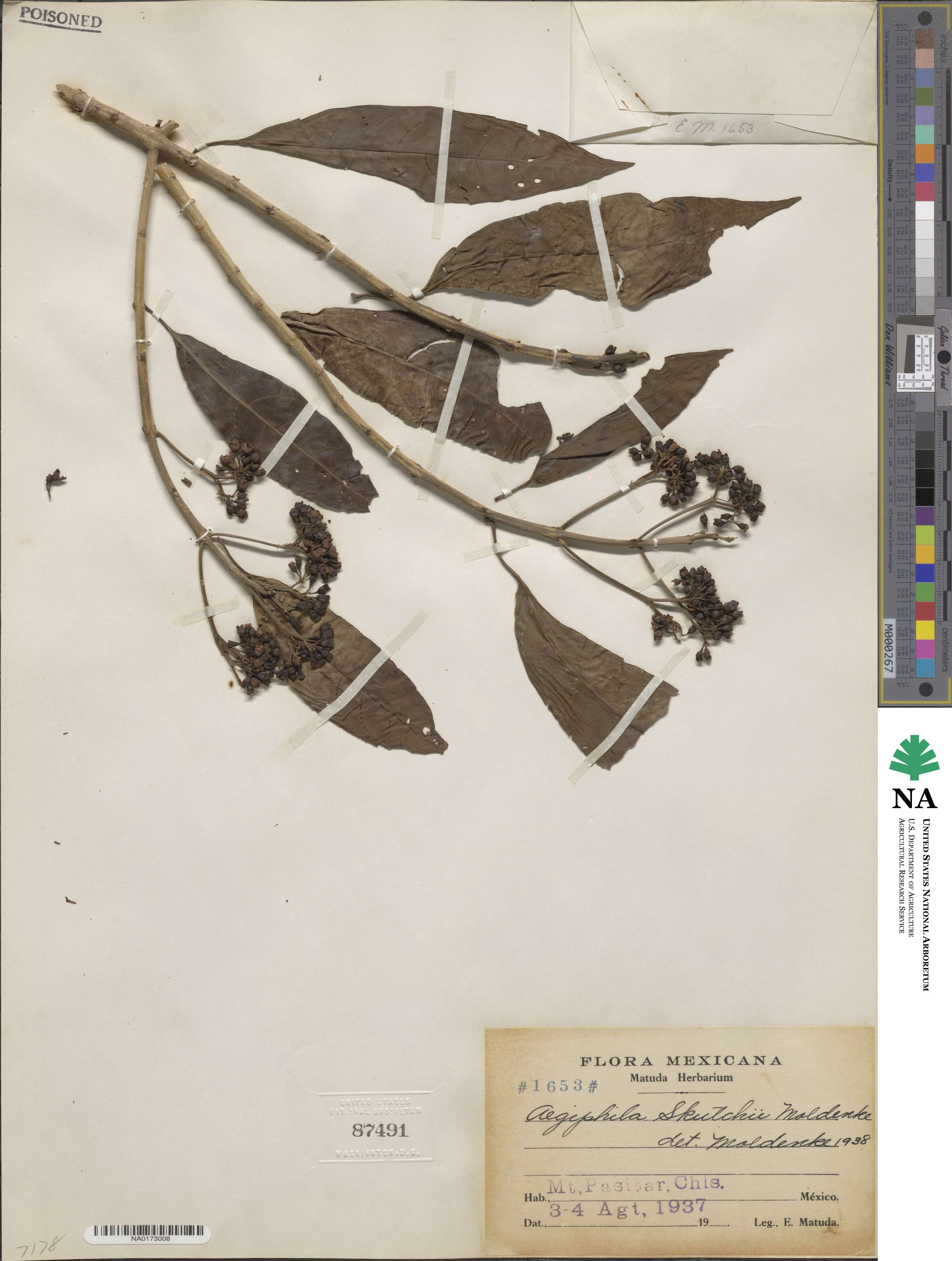 Aegiphila image