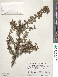 Cotoneaster apiculatus image