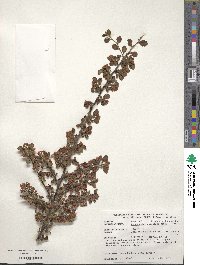 Cotoneaster apiculatus image