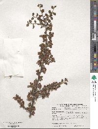 Cotoneaster apiculatus image