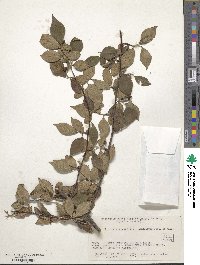 Cotoneaster apiculatus image