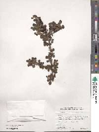 Cotoneaster apiculatus image