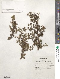 Cotoneaster apiculatus image