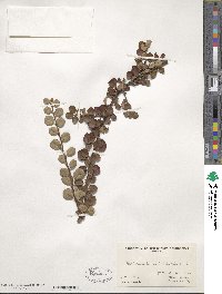 Cotoneaster apiculatus image