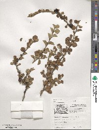 Cotoneaster apiculatus image