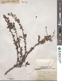 Cotoneaster apiculatus image