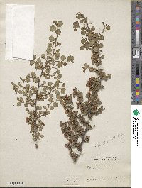 Cotoneaster apiculatus image