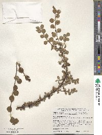 Cotoneaster apiculatus image