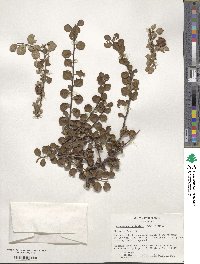 Cotoneaster apiculatus image