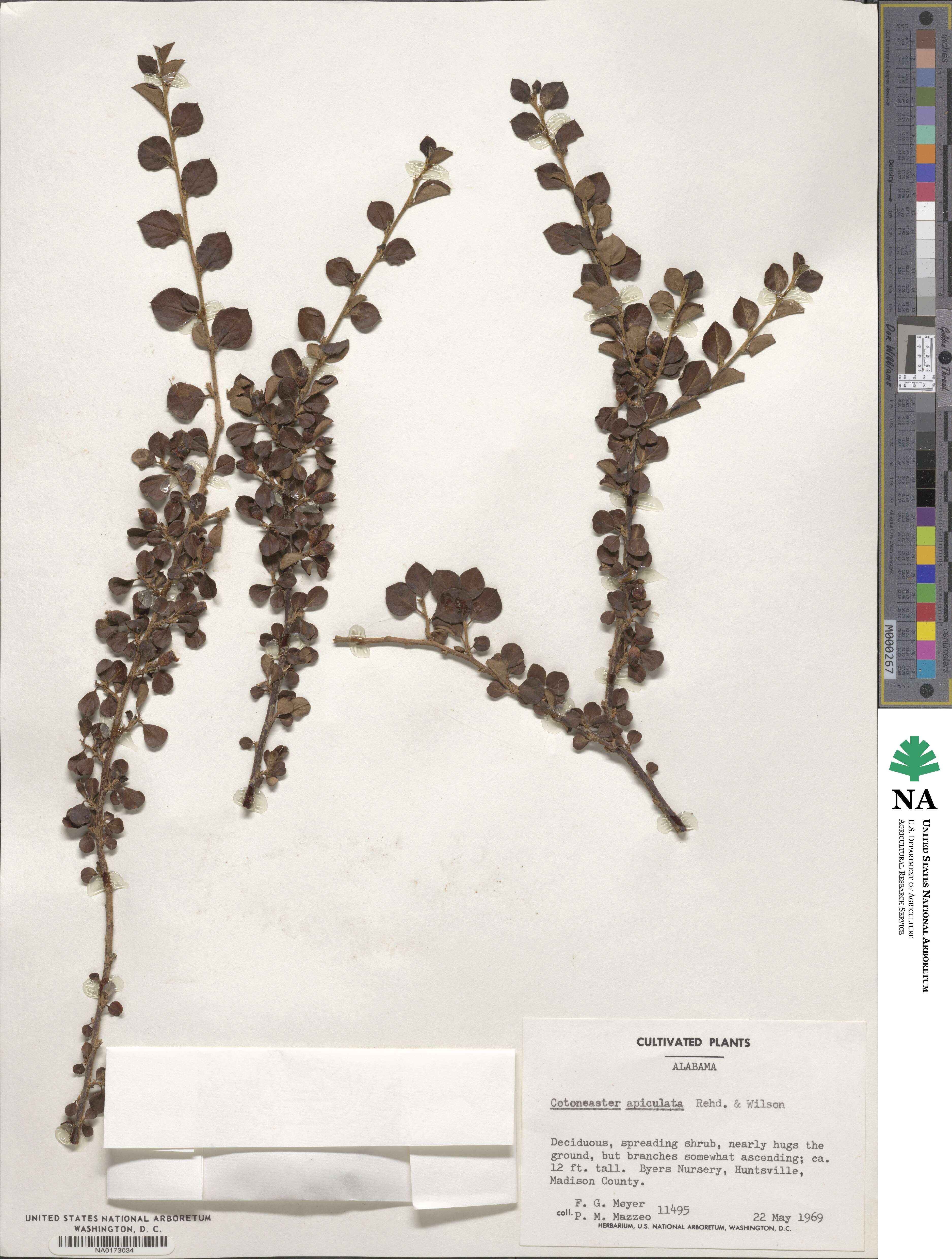 Cotoneaster apiculatus image