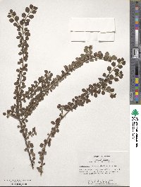 Cotoneaster apiculatus image