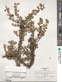 Cotoneaster apiculatus image