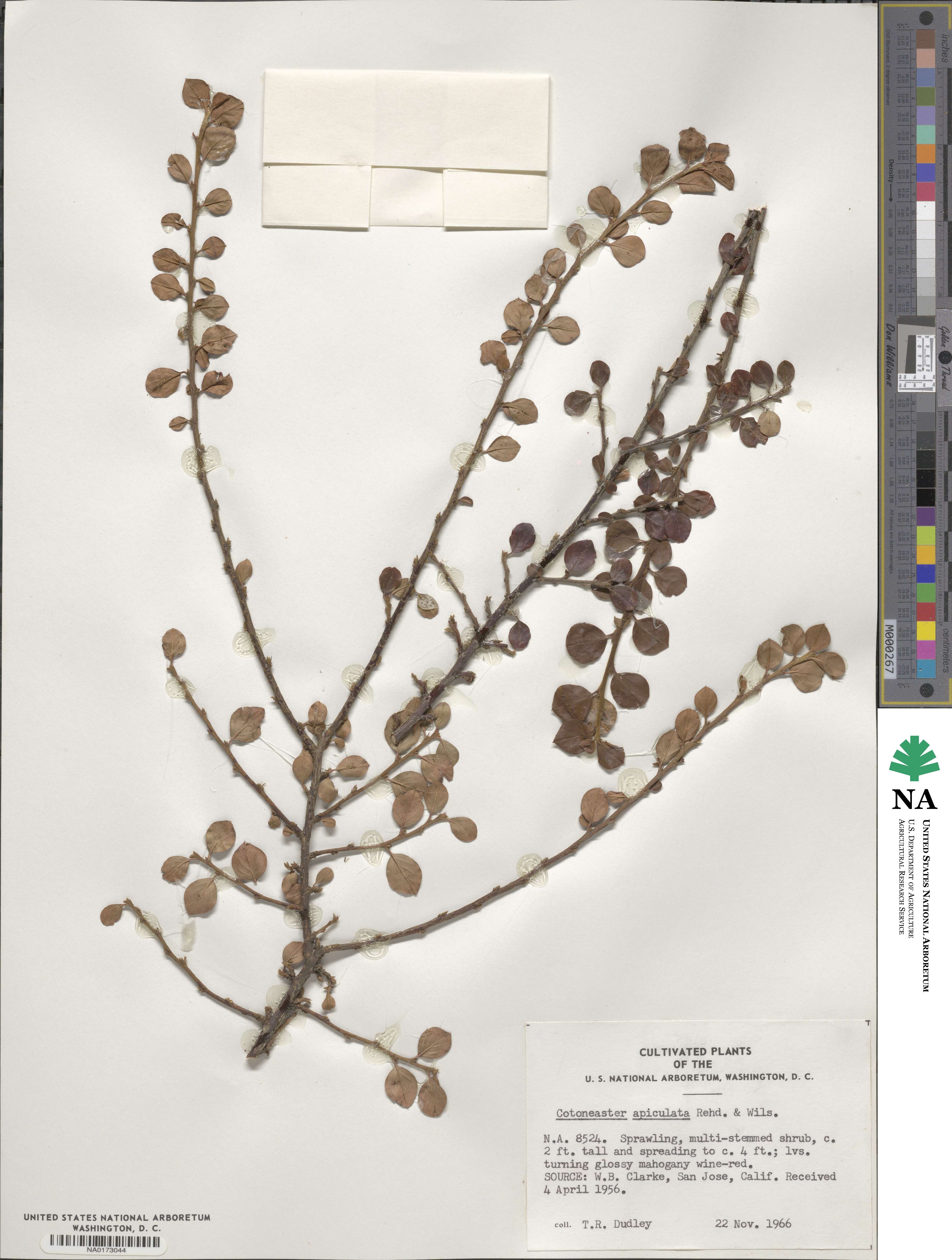 Cotoneaster apiculatus image