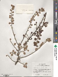 Cotoneaster apiculatus image