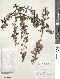 Image of Cotoneaster armenus