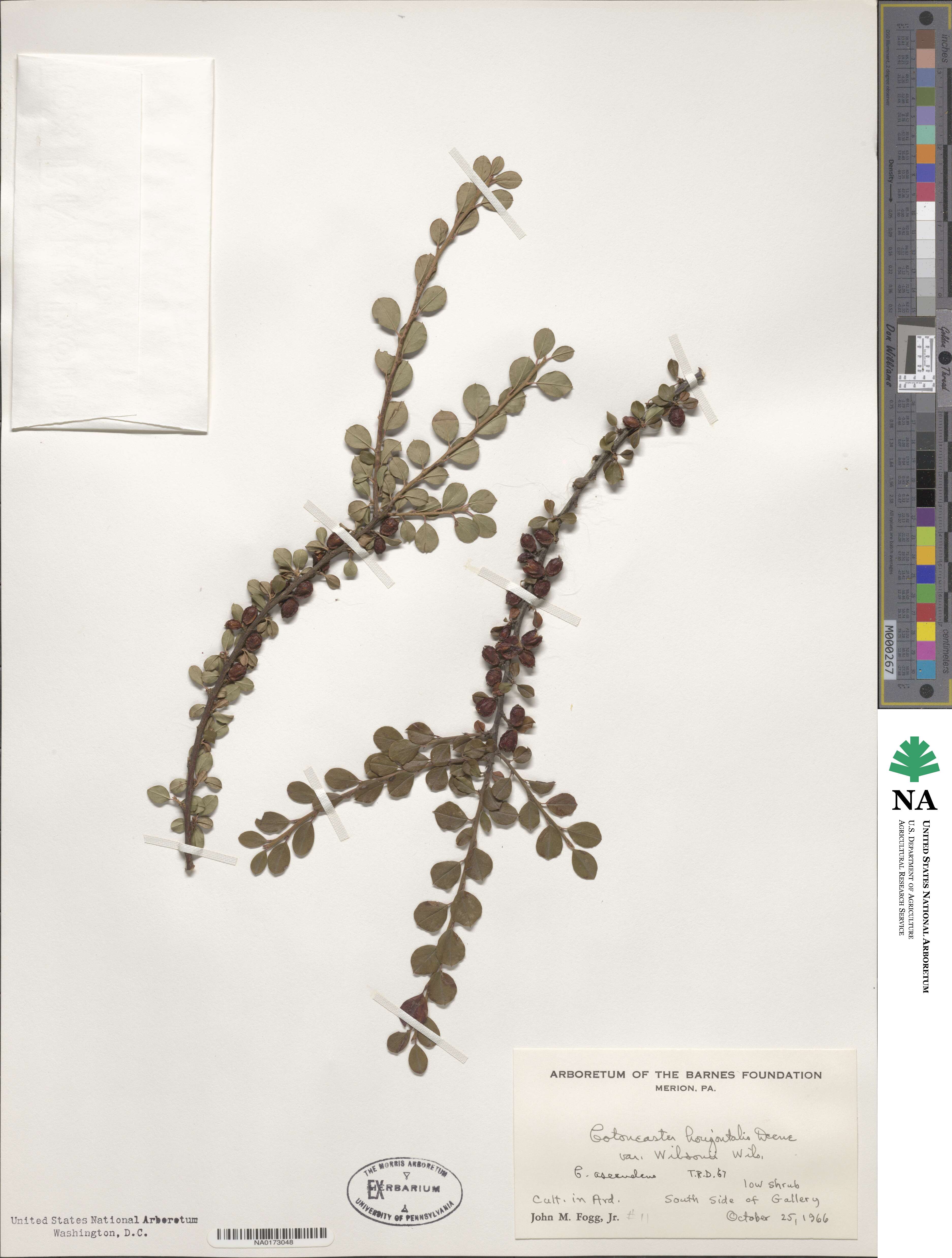 Cotoneaster horizontalis image