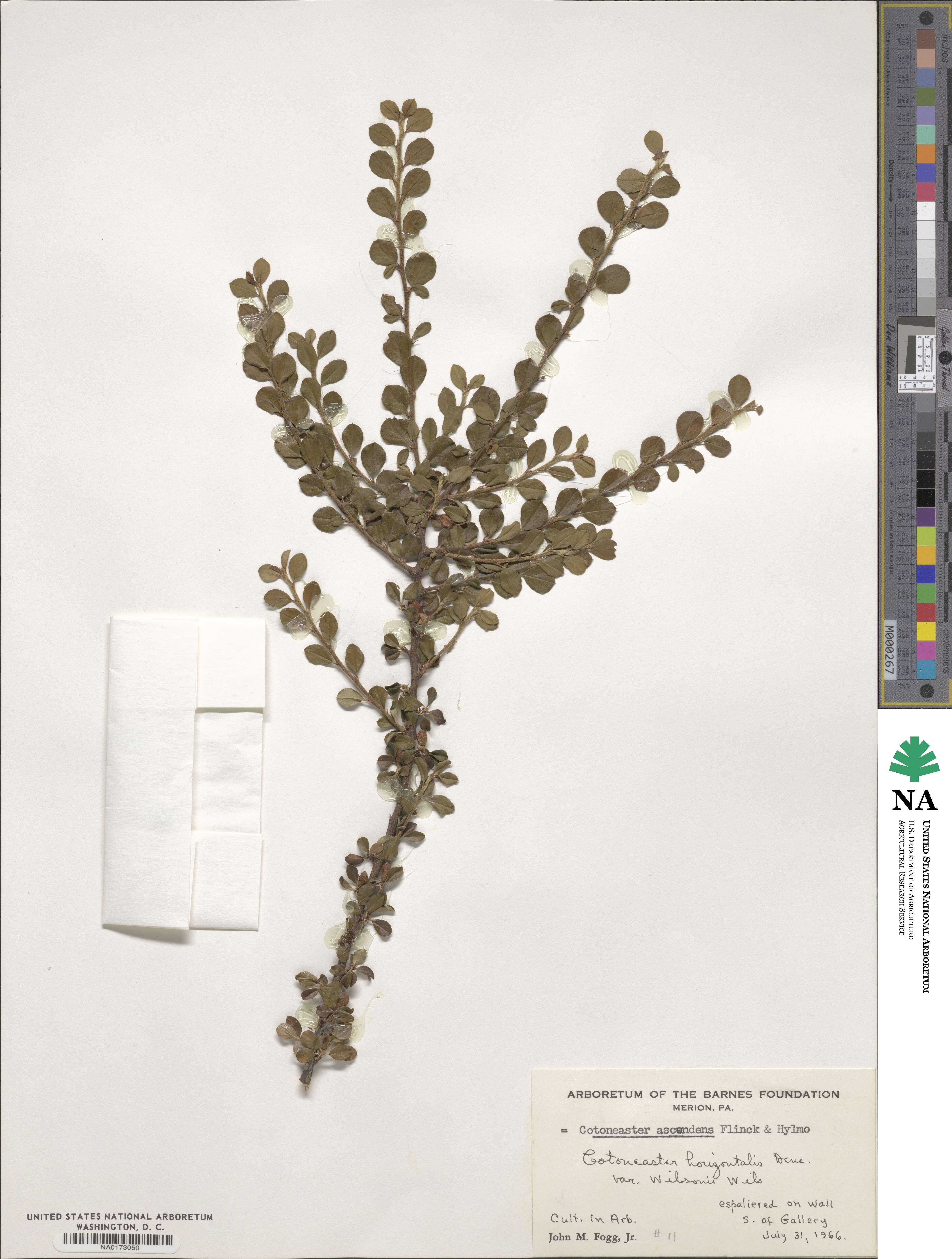 Cotoneaster horizontalis var. ascendens image